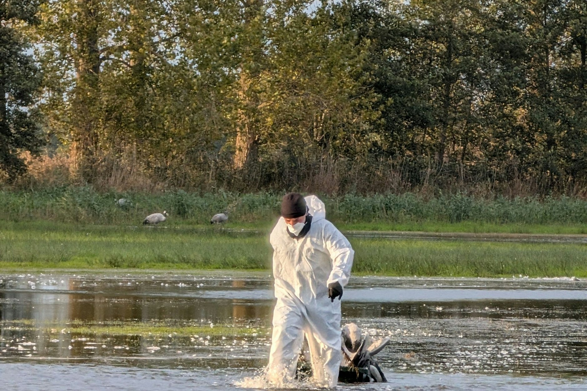 Ein Helfer im Schutzanzug zieht im Linumer Teichland einen toten Kranich aus dem Wasser. Nach Behörden-Schätzung sind mehr als 1.000 Kraniche in Brandenburg an der Vogelgrippe gestorben.