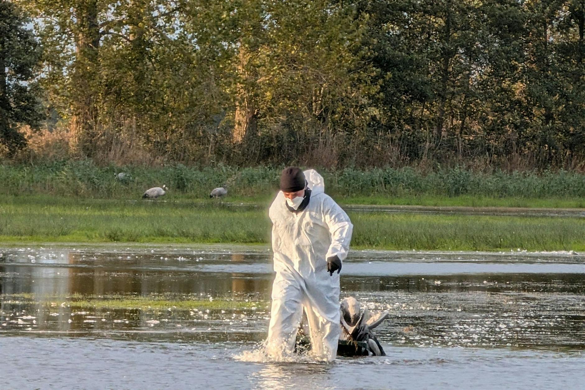 Vogelgrippe in Berlin? Tote Kraniche in Pankow und Marzahn