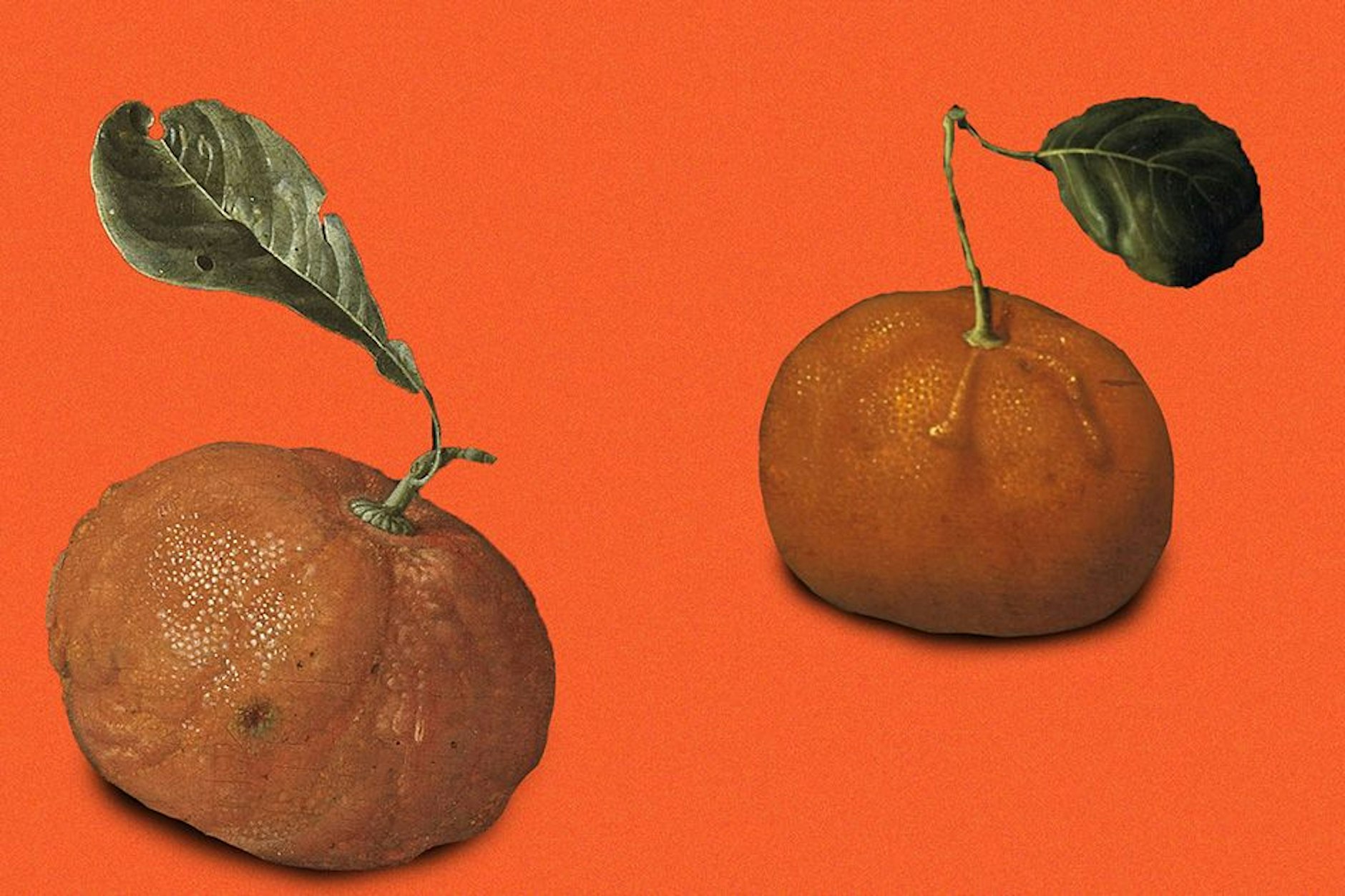 Lecker, duftend, gesund: Mandarinen und Clementinen sind das It-Obst der Saison.