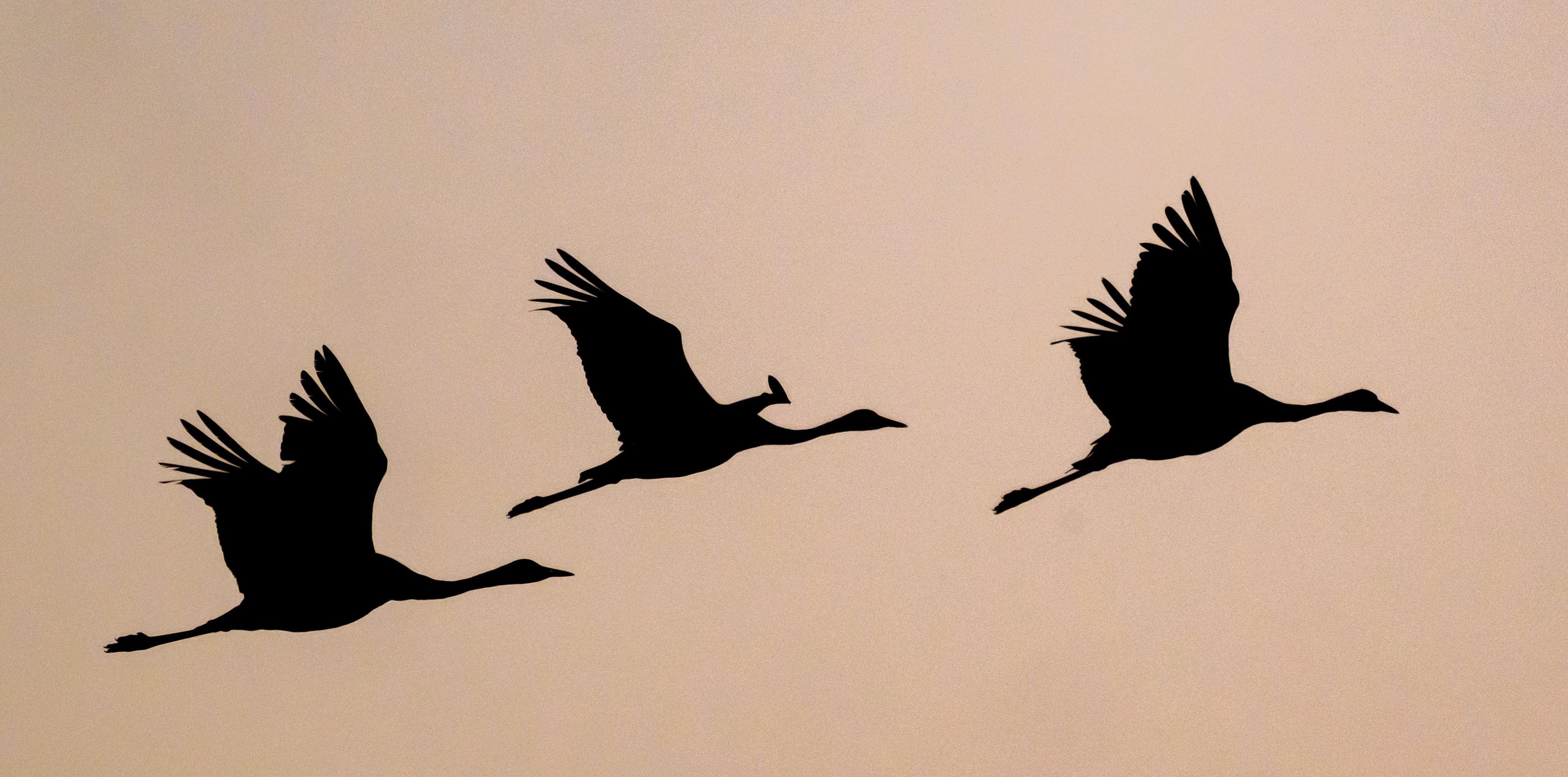 15.000 Tiere in Brandenburg getötet: Jetzt auch zwei tote Wildvögel in Berlin