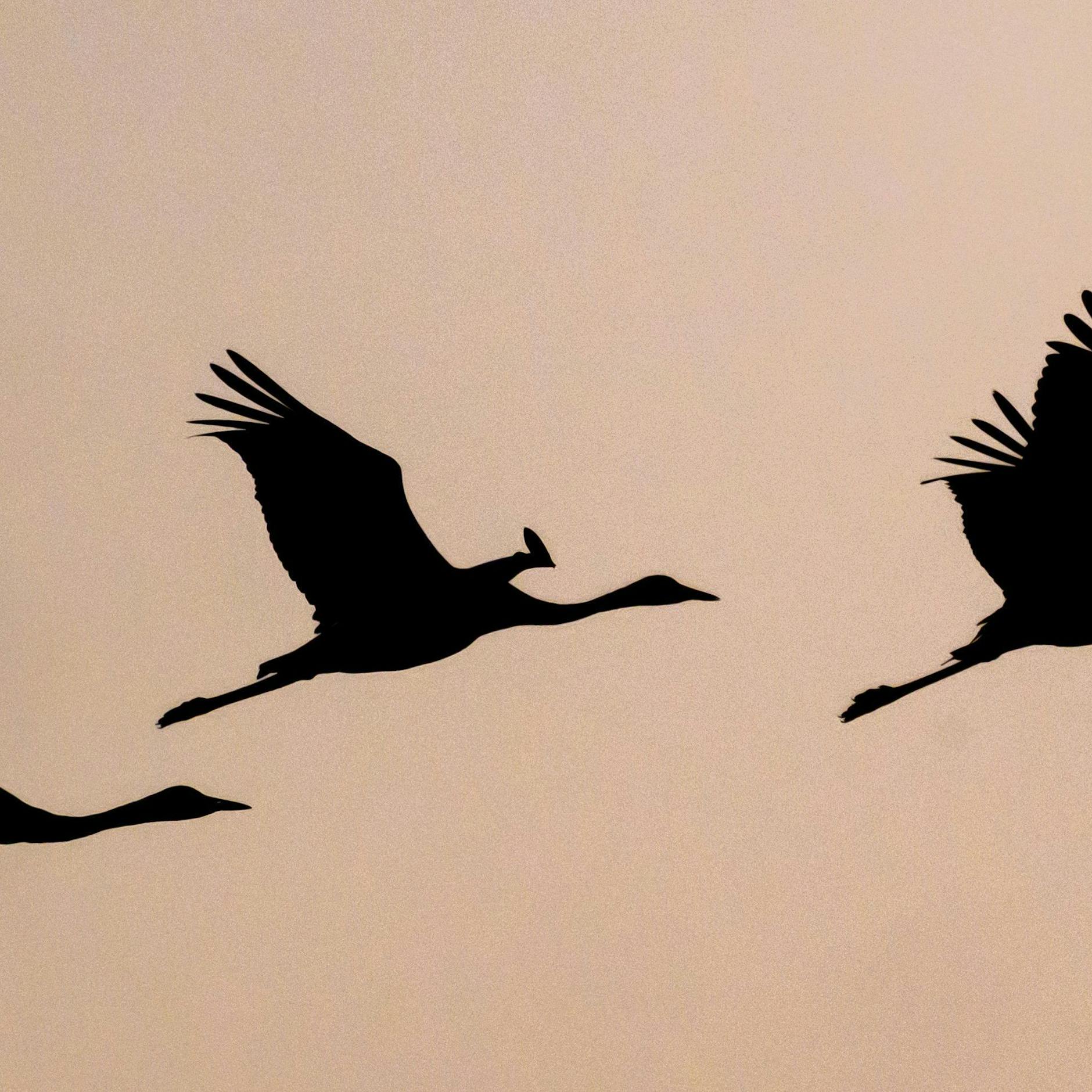 Image - 15.000 Tiere in Brandenburg getötet: Jetzt auch zwei tote Wildvögel in Berlin