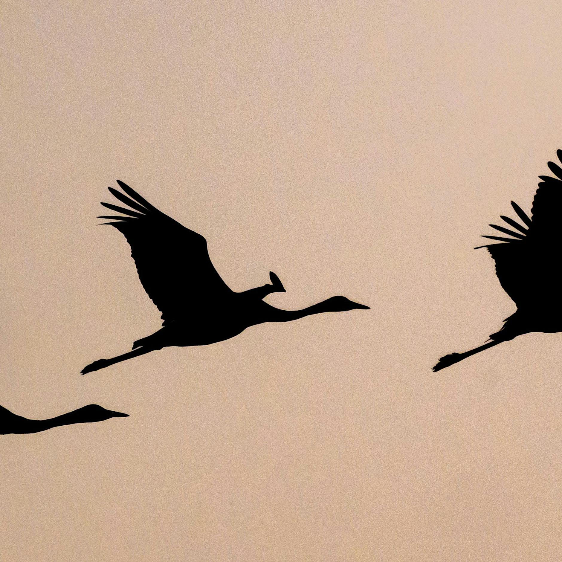 15.000 Tiere in Brandenburg getötet: Jetzt auch zwei tote Wildvögel in Berlin