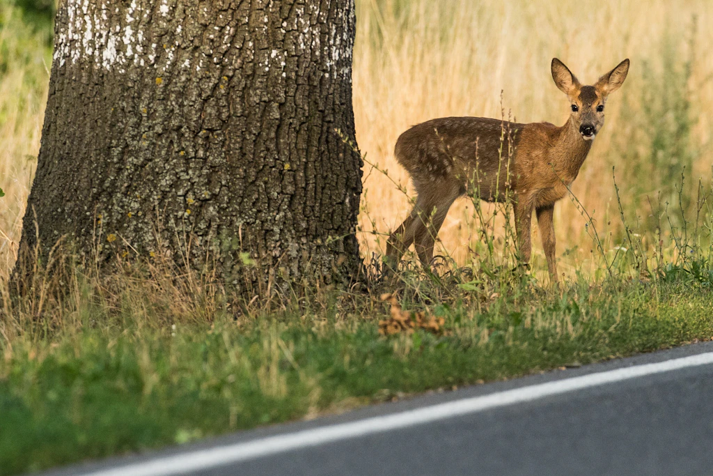 Rund um die Zeitumstellung kommt es auf Deutschlands Straßen häufiger zu Wildunfällen.
