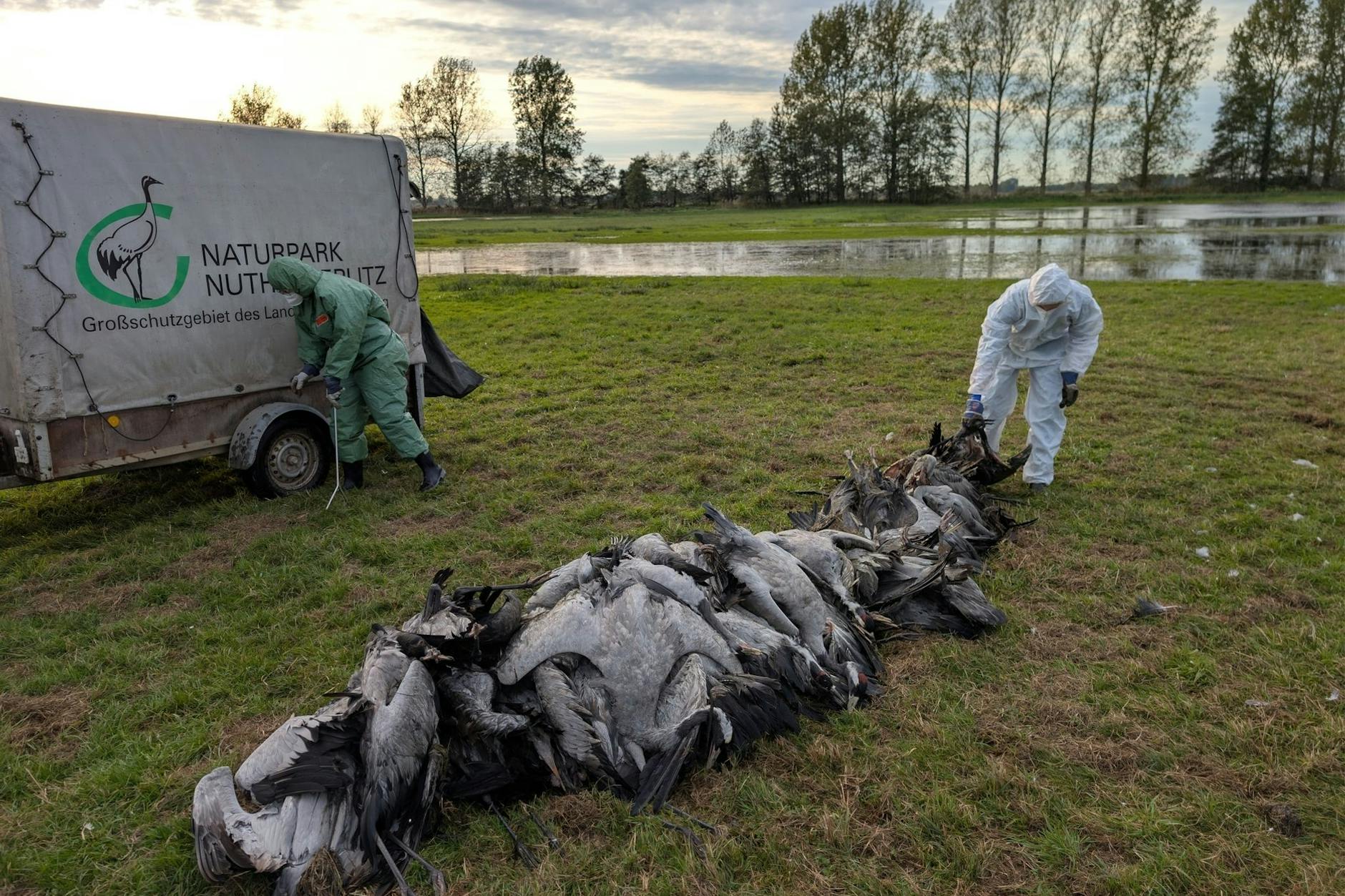 Helfer in Schutzanzügen sammeln im Linumer Teichland tote Kraniche ein. Nach Behörden-Schätzung sind mehr als 1000 Kraniche in Brandenburg an der Vogelgrippe gestorben.