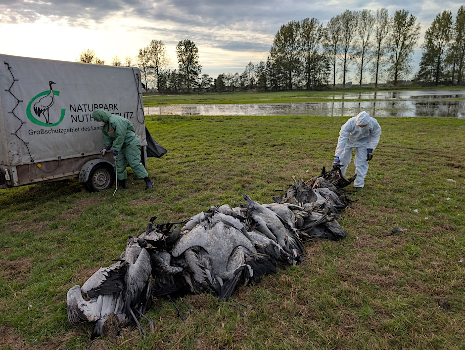 Helfer in Schutzanzügen sammeln im Linumer Teichland tote Kraniche ein. Nach Behörden-Schätzung sind mehr als 1000 Kraniche in Brandenburg an der Vogelgrippe gestorben.