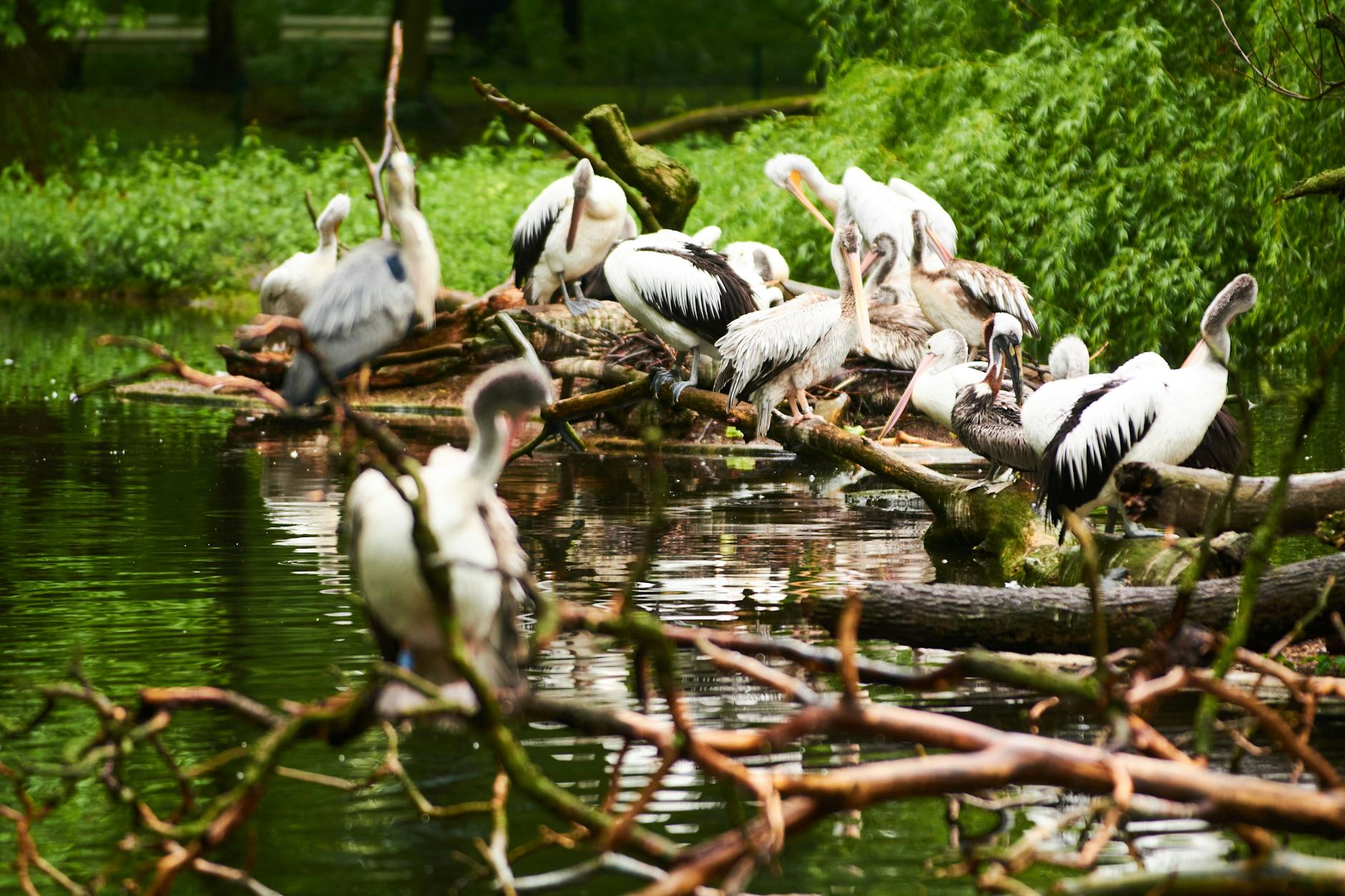 Die Vogelgrippe ist in Berlin angekommen. Aus Sicherheitsgründen werden die Pelikane im Berliner Zoo isoliert.