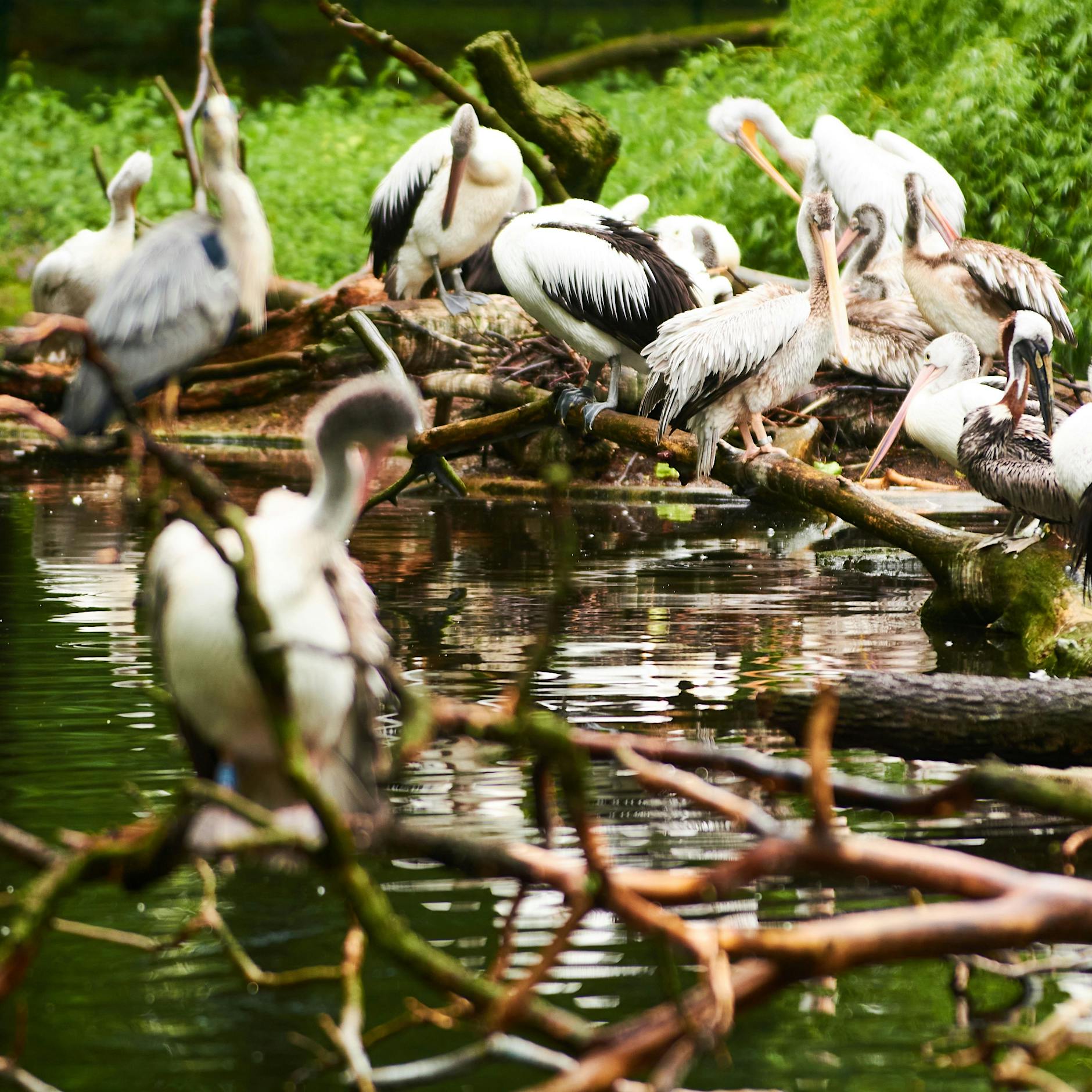 Vogelgrippe in Berlin: Zoo und Tierpark reagieren mit Maßnahmen
