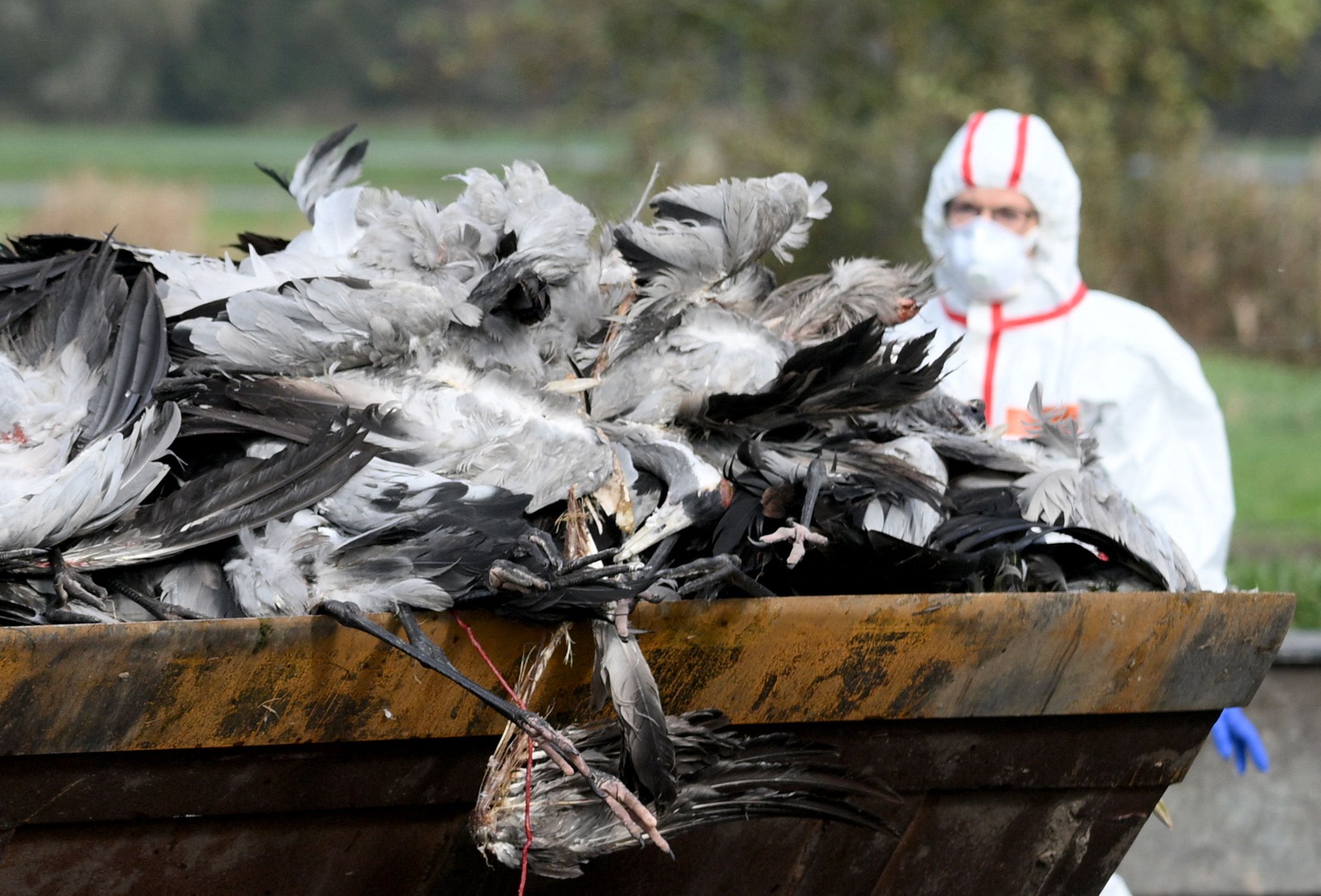 Vogelgrippe-Horror! Dramatische Szenen: Helfer packen über das Tier-Sterben aus