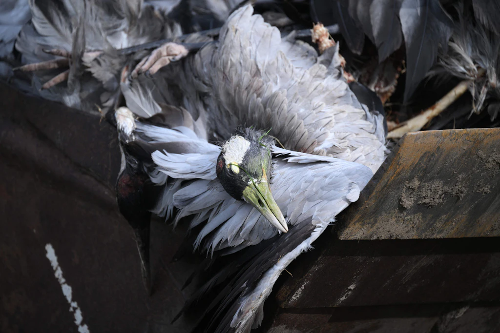 Das Kranichsterben durch die Vogelgrippe nimmt kein Ende. Freiwillige Helfer kommen vor Ort an ihre Grenzenn.
