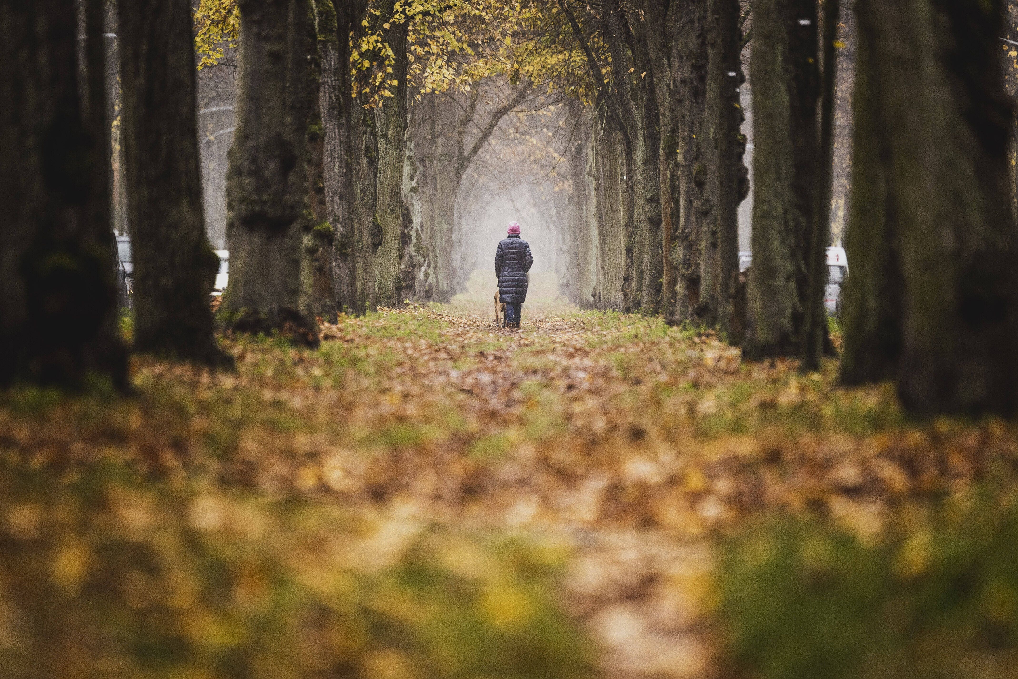 Mitten in der Nacht tötet jemand Berlins Bäume – kaltblütig, mit Gift und Säge!