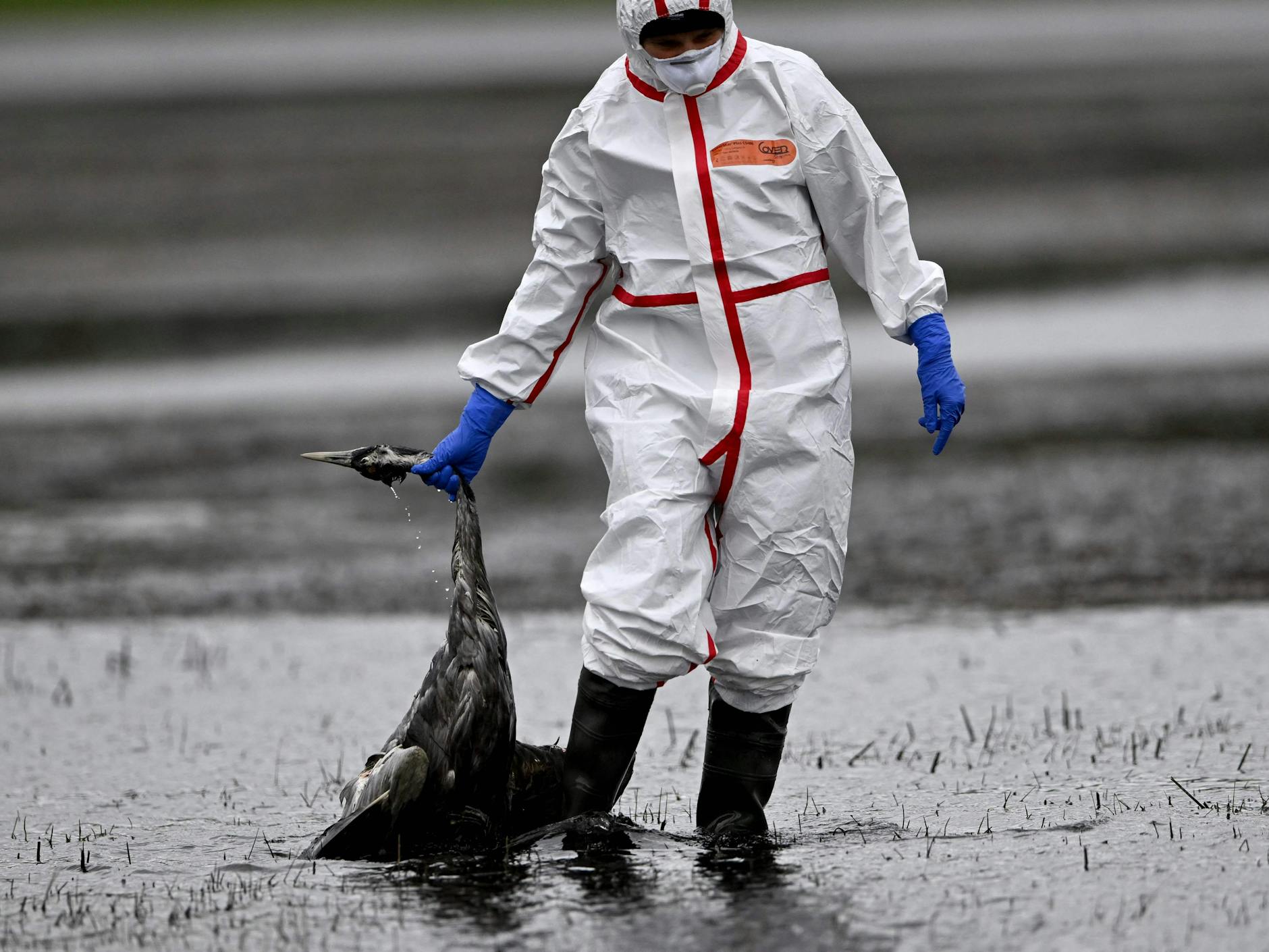 Eine Freiwillige sammelt in Linum die Kadaver toter Kraniche ein.