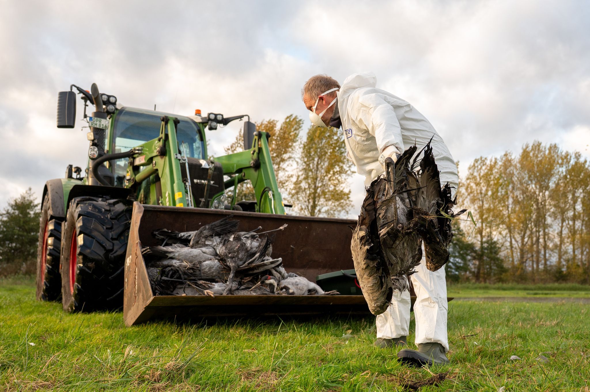 Vogelgrippe-Alarm: Am Sonntag müssen in Brandenburg 130.000 Enten getötet werden