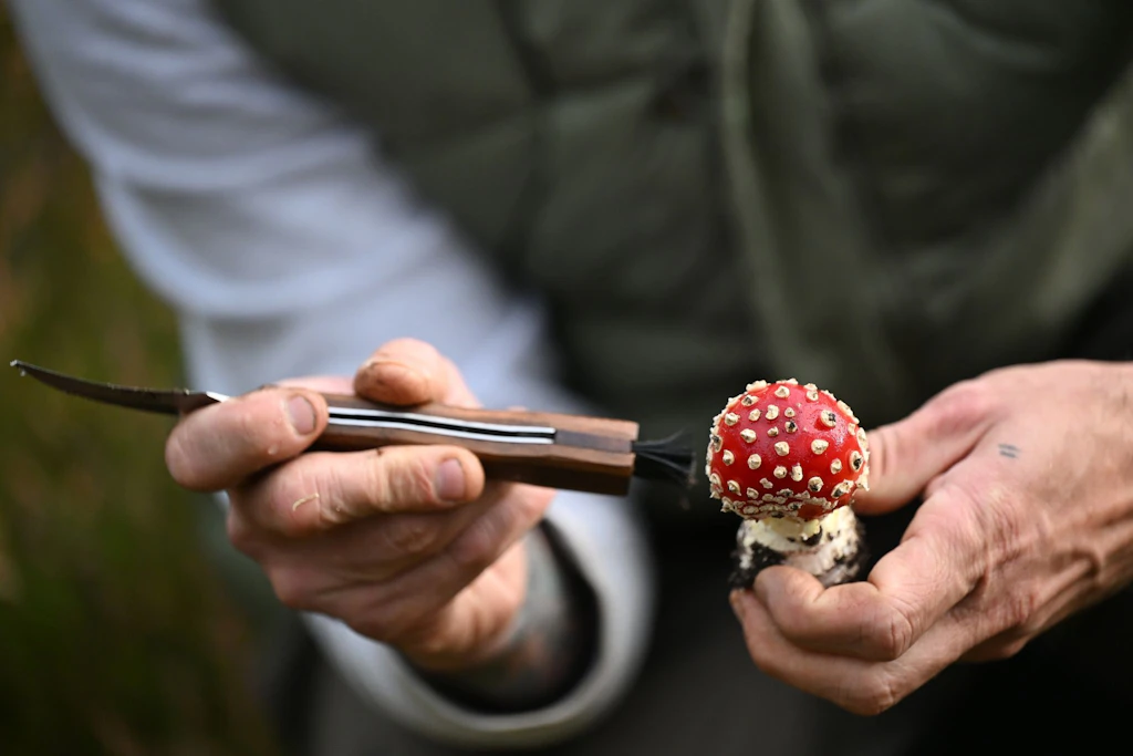 Giftig, aber für die meisten nicht tödlich: Pilz-Influencer Moritz Schmid putzt einen kleinen Fliegenpilz  mit einem Pilzmesser. 