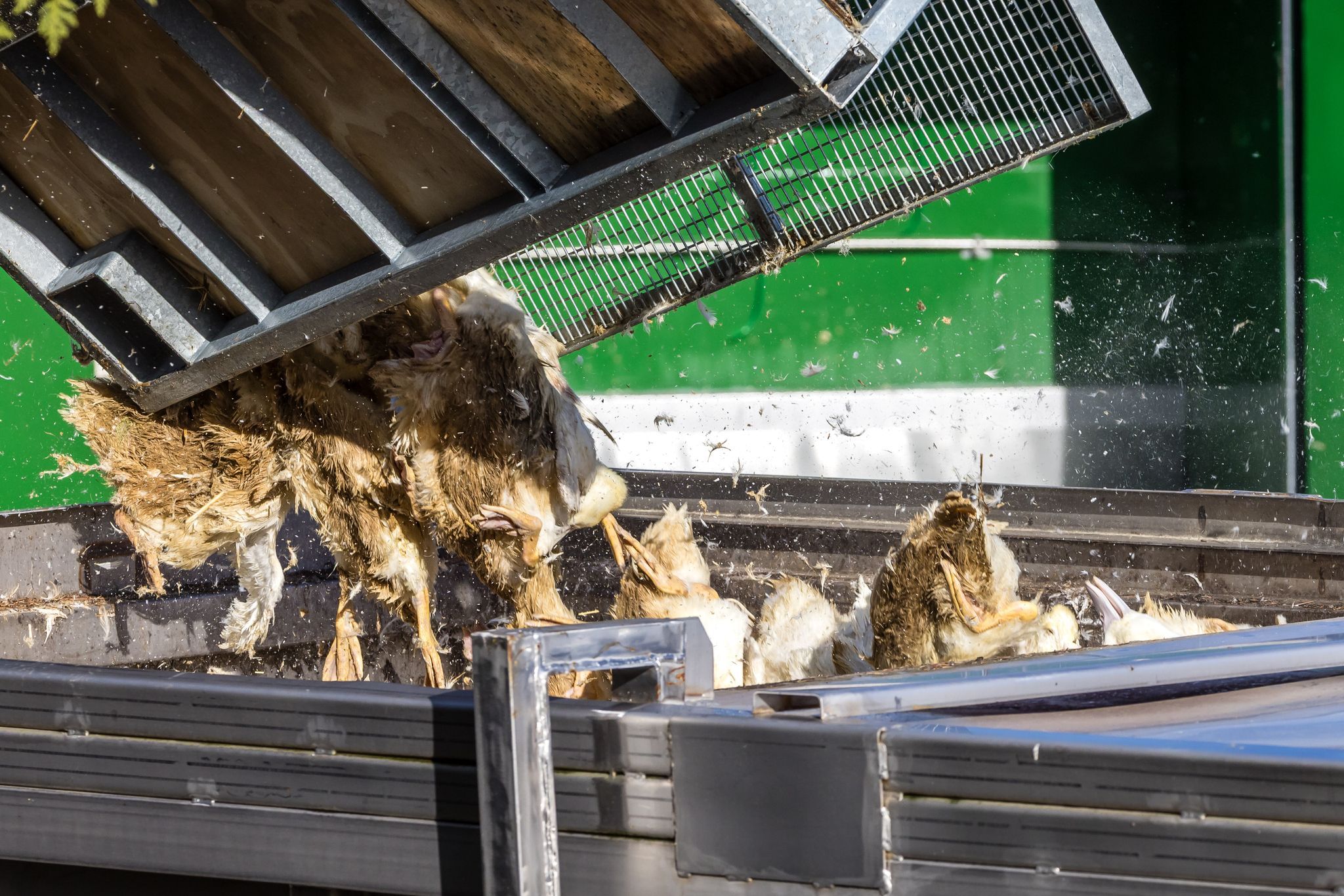 110 Euro Entschädigung pro Tier: Was uns die Vogelgrippe kosten wird