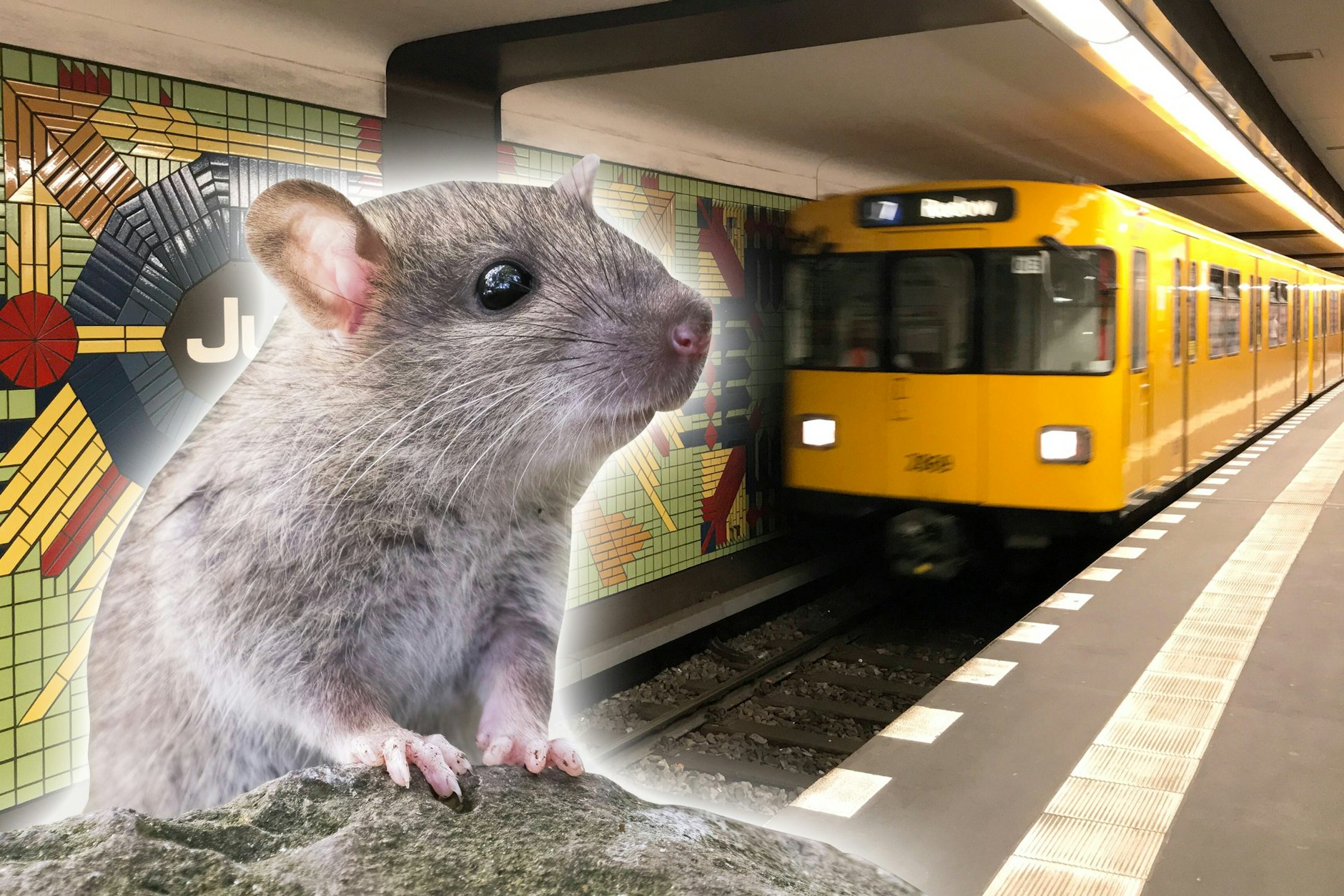 Mäuse fühlen sich in der Berliner U-Bahn pudelwohl – und tummeln sich im U-Bahnhof Jugfernheide nicht nur auf den Gleisen, sondern auch am Bahnsteig.