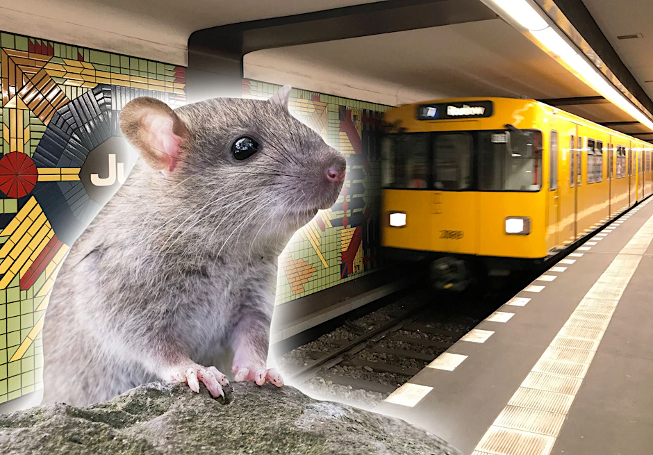 Mäuse fühlen sich in der Berliner U-Bahn pudelwohl – und tummeln sich im U-Bahnhof Jugfernheide nicht nur auf den Gleisen, sondern auch am Bahnsteig.