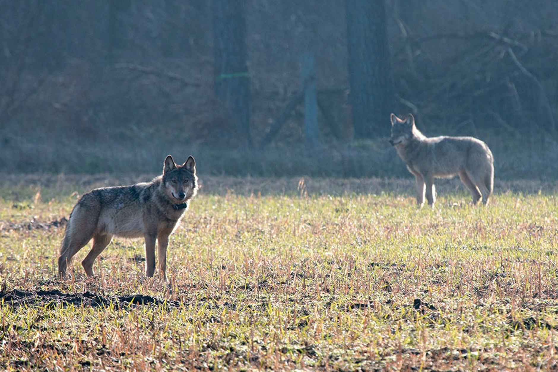 Der Wolf steht in Brandenburg im Fokus: Die Landesregierung plant, ihn ins Jagdrecht aufzunehmen, um problematische Tiere gezielt kontrollieren zu können – Kritik kommt von Umweltverbänden.