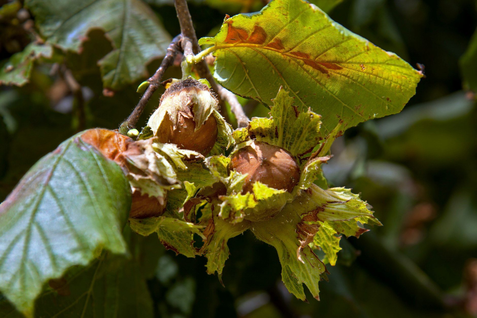 Haselnüsse am Strauch im italienischen Piemont