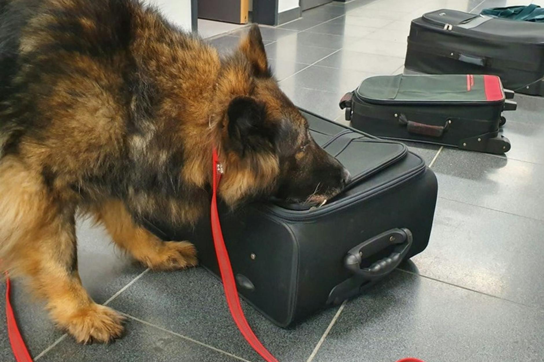 Ein Drogenspürhund auf der Suche nach unerlaubten Substanzen.