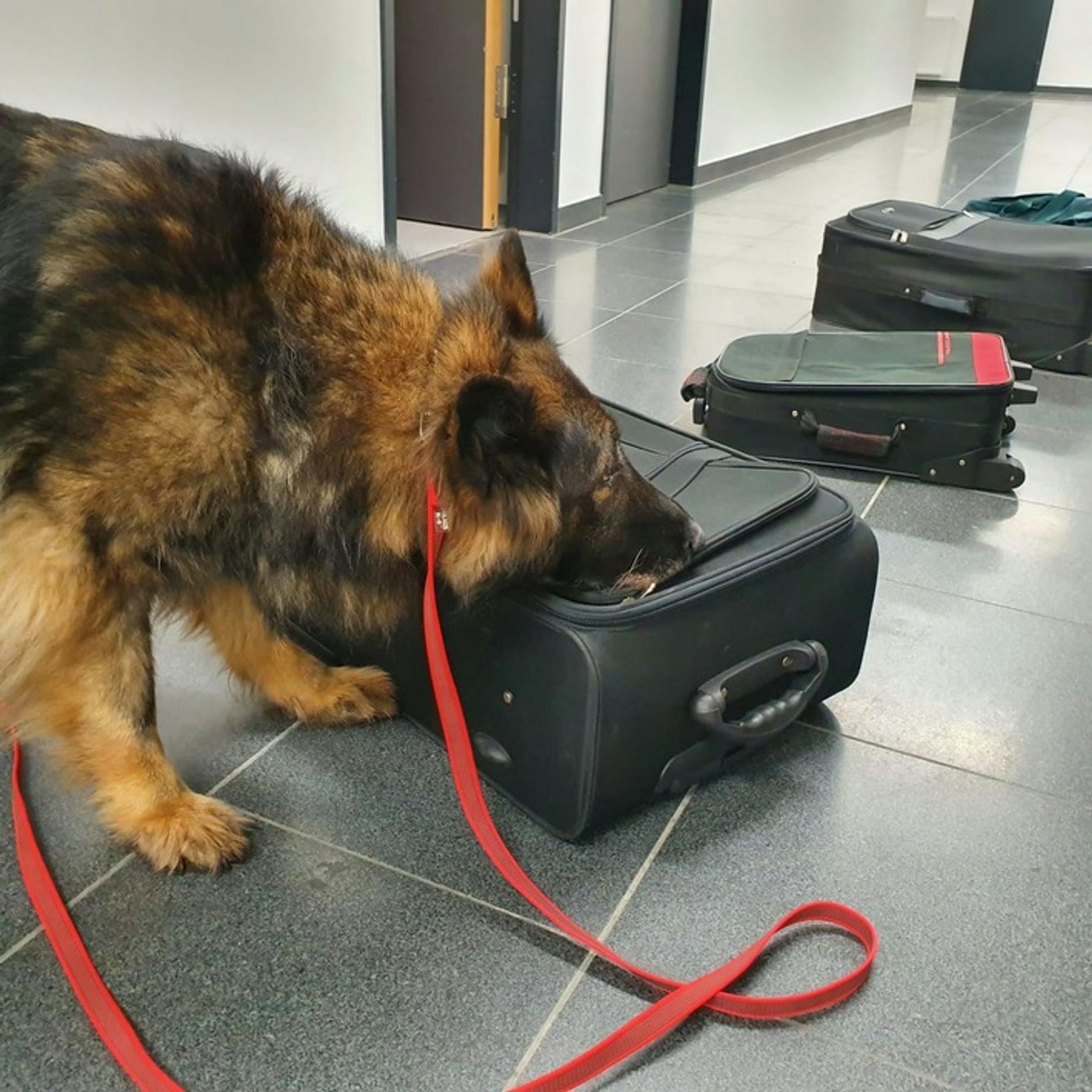 Image - Flughafen BER: Drogenspürhund Ego findet 16 Kilo Cannabis