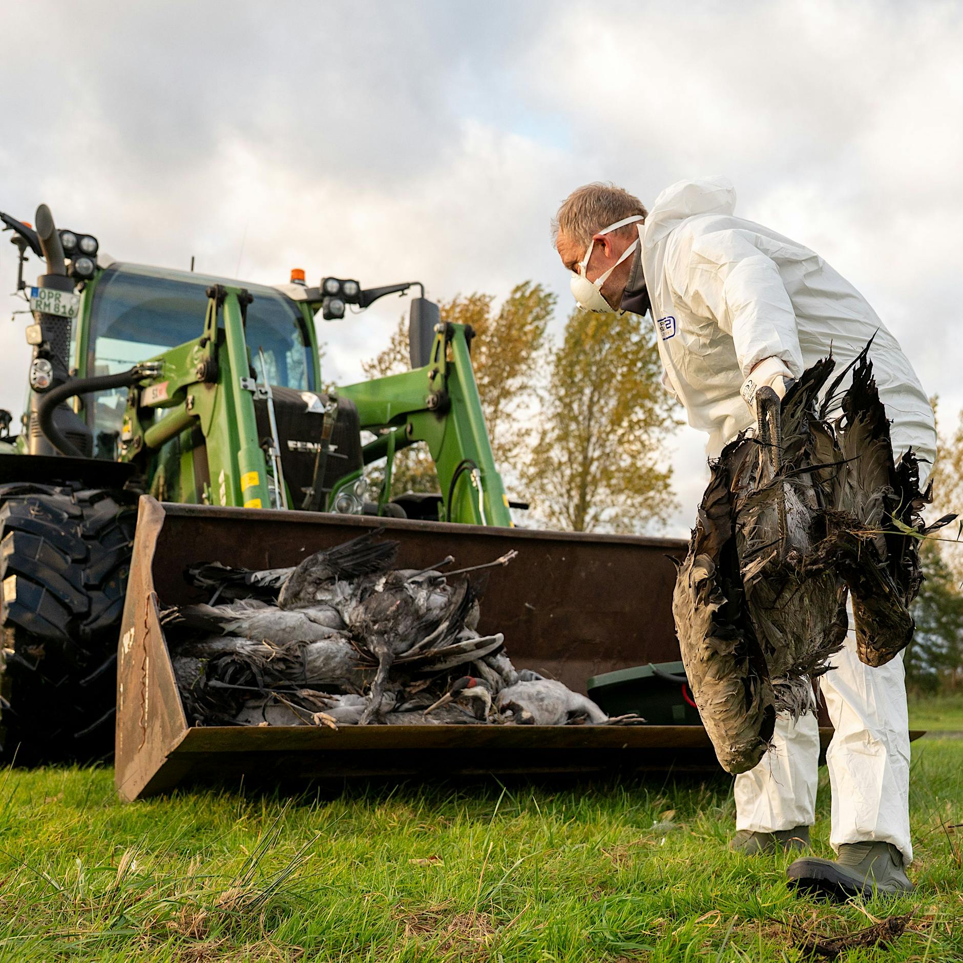 Vogelgrippe in Deutschland: Die aktuelle Lage – und was Verbraucher wissen müssen