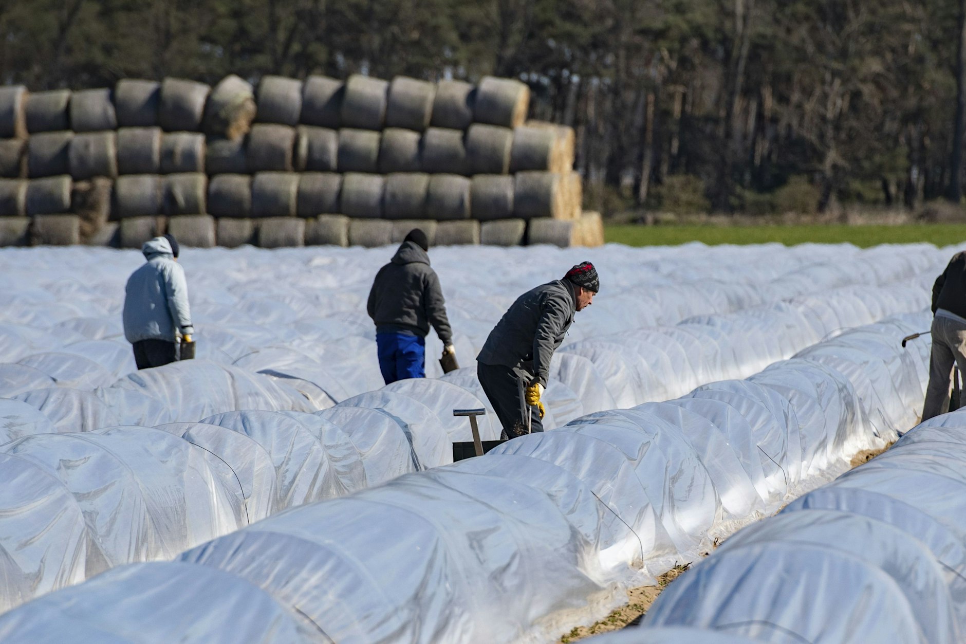 Saisonarbeiter auf Spargel- und Gemüsefeldern: Der Bauernverband schlägt vor, ihren Mindestlohn auf 80 Prozent des gesetzlichen Satzes zu begrenzen.