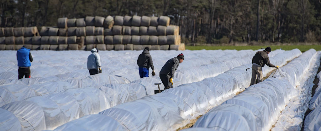Minimum wage increase: Farmers' association does not want to pay seasonal ...