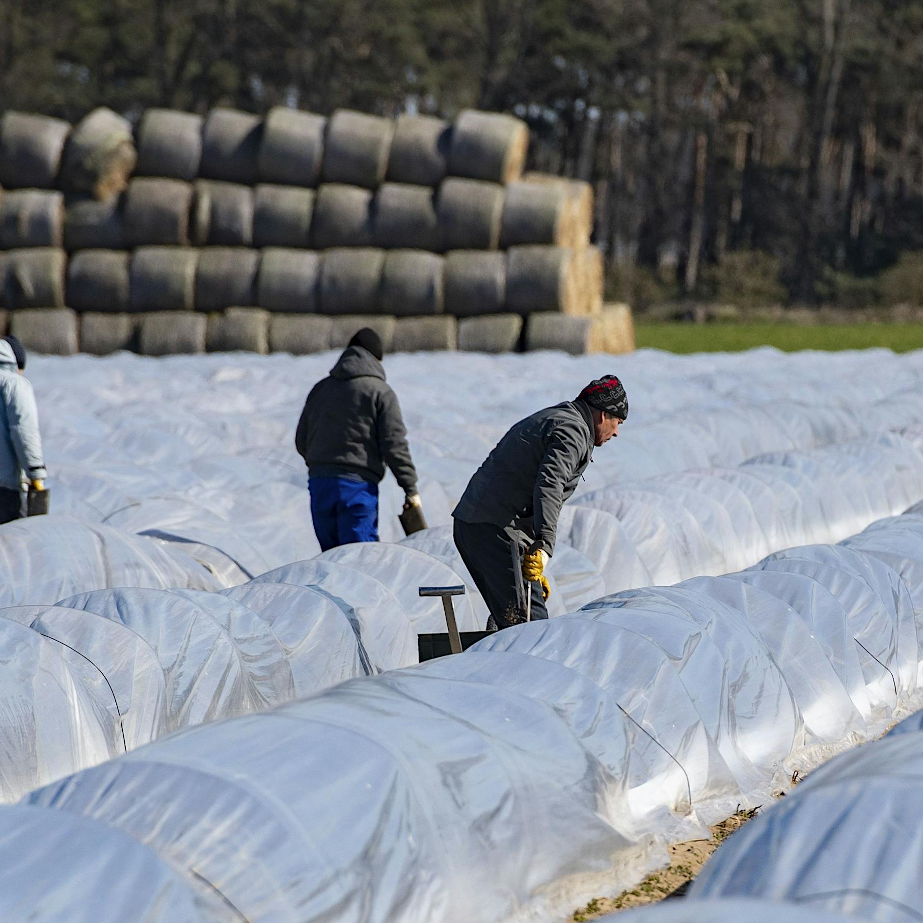 Mindestlohnerhöhung: Bauernverband will Saisonarbeitern nicht mehr Geld zahlen