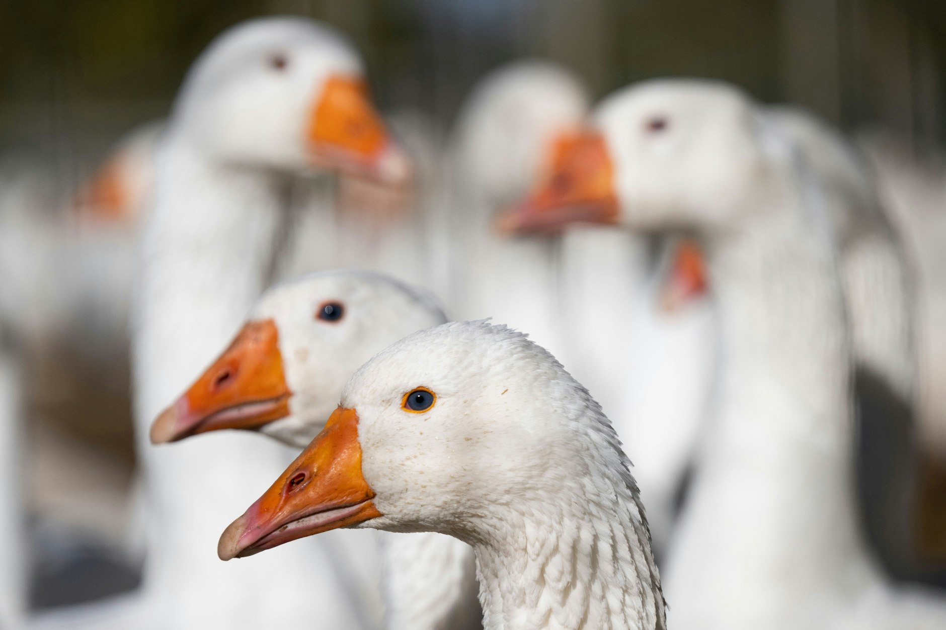 Bei den Weihnachtsgänsen sehen Experten keine Probleme - der große Teil der Mastgänse für den Braten kommt aus dem Ausland.
