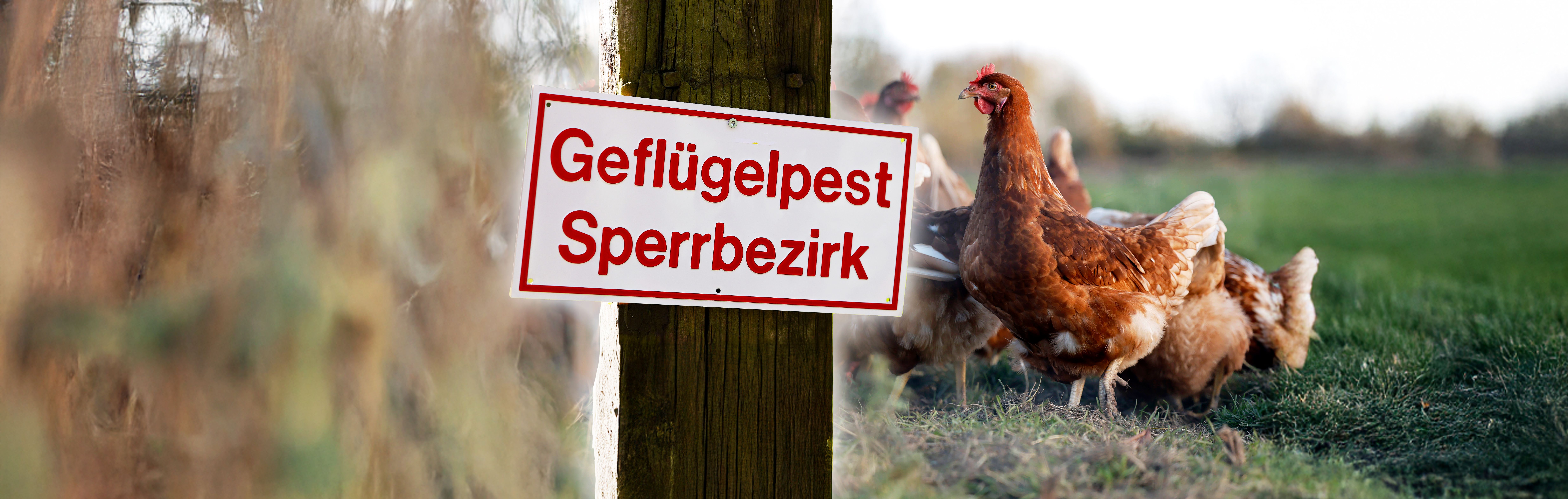Vogelgrippe breitet sich aus: Explodieren jetzt die Preise für Eier?