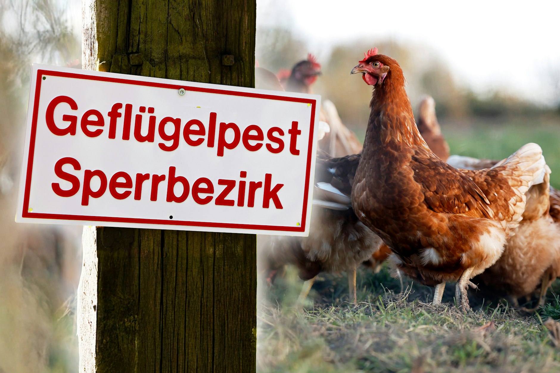 Bisher hat die Vogelgrippe die großen Hennenbestände weitestgehend verschont. Doch wenn sich die Seuche auch hier ausbreitet, kann sich das auf die Eierpreise auswirken.
