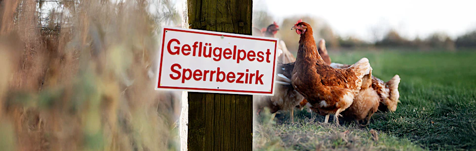 Bisher hat die Vogelgrippe die großen Hennenbestände weitestgehend verschont. Doch wenn sich die Seuche auch hier ausbreitet, kann sich das auf die Eierpreise auswirken.