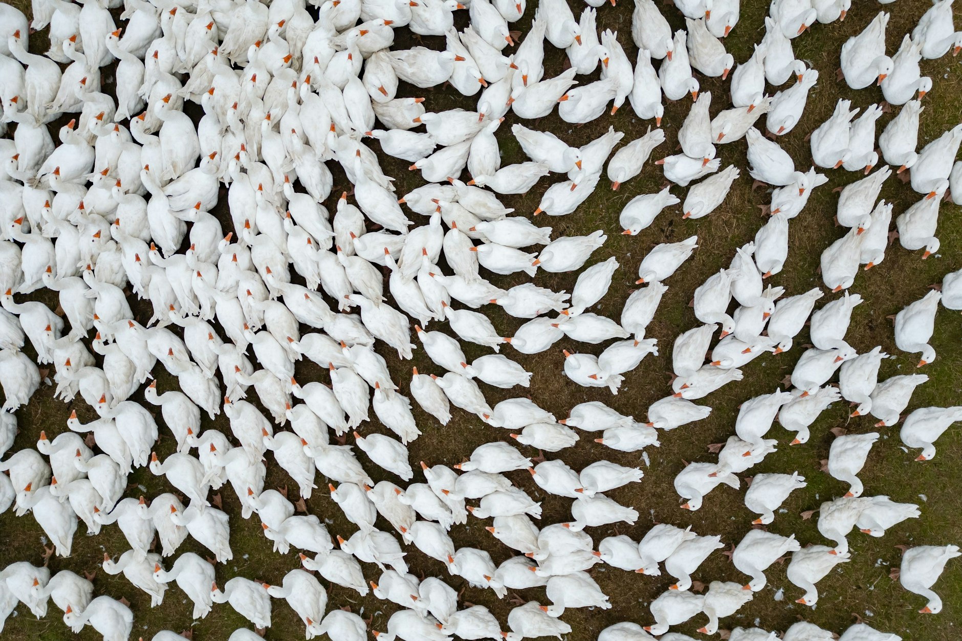 Brandenburg ist besonders von der Vogelgrippe betroffen.