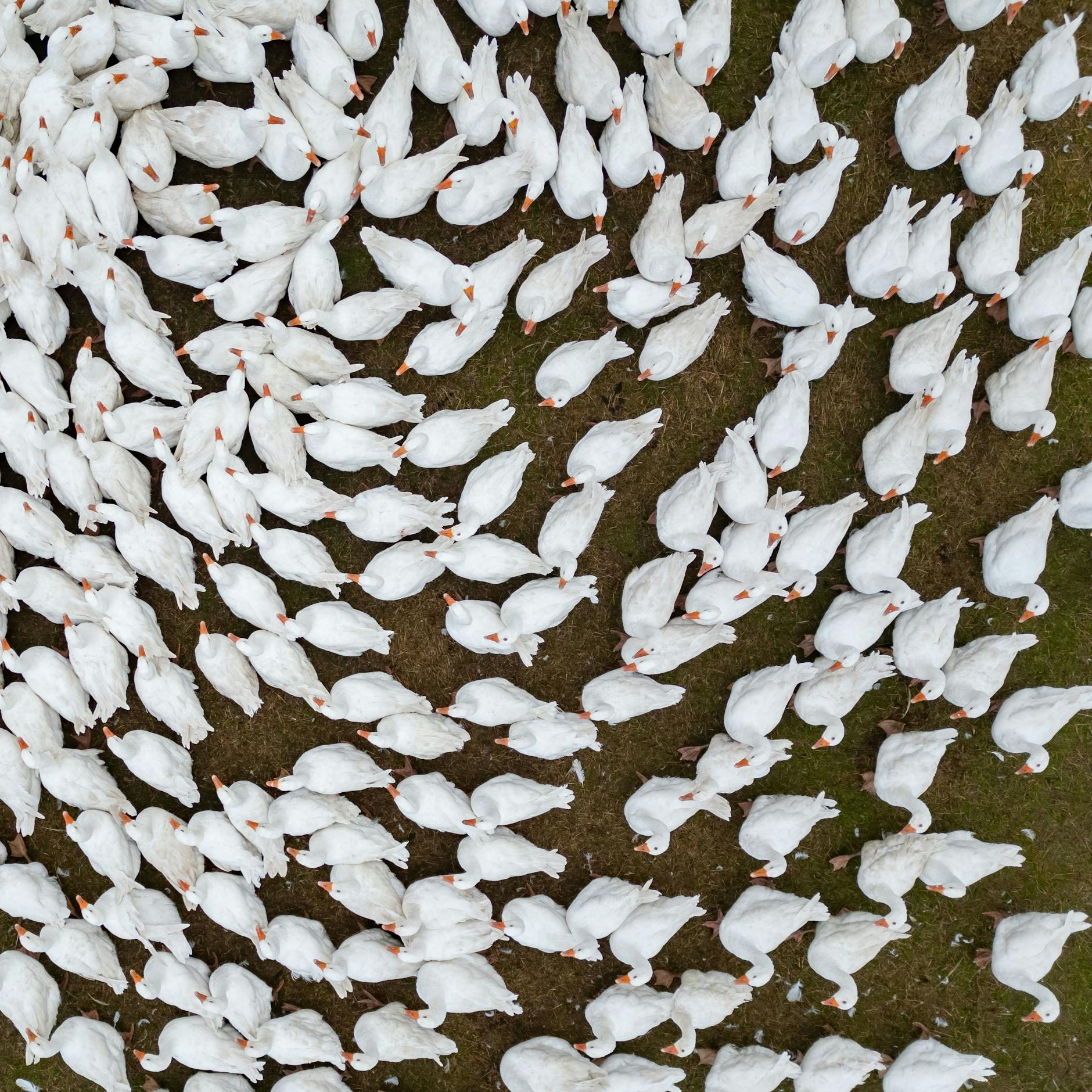 Image - Neuer Vogelgrippe-Fall in Brandenburg: Drastische Maßnahmen erforderlich