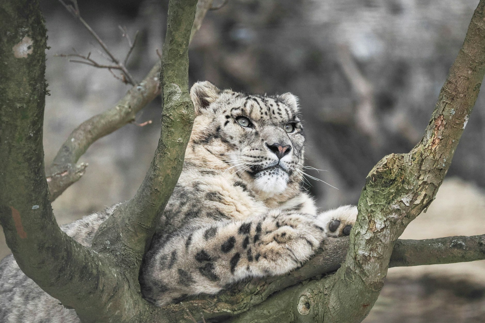 Der Neue: Schneeleopard Sayan wird nun im Tierpark Berlin für neuen Nachwuchs sorgen.