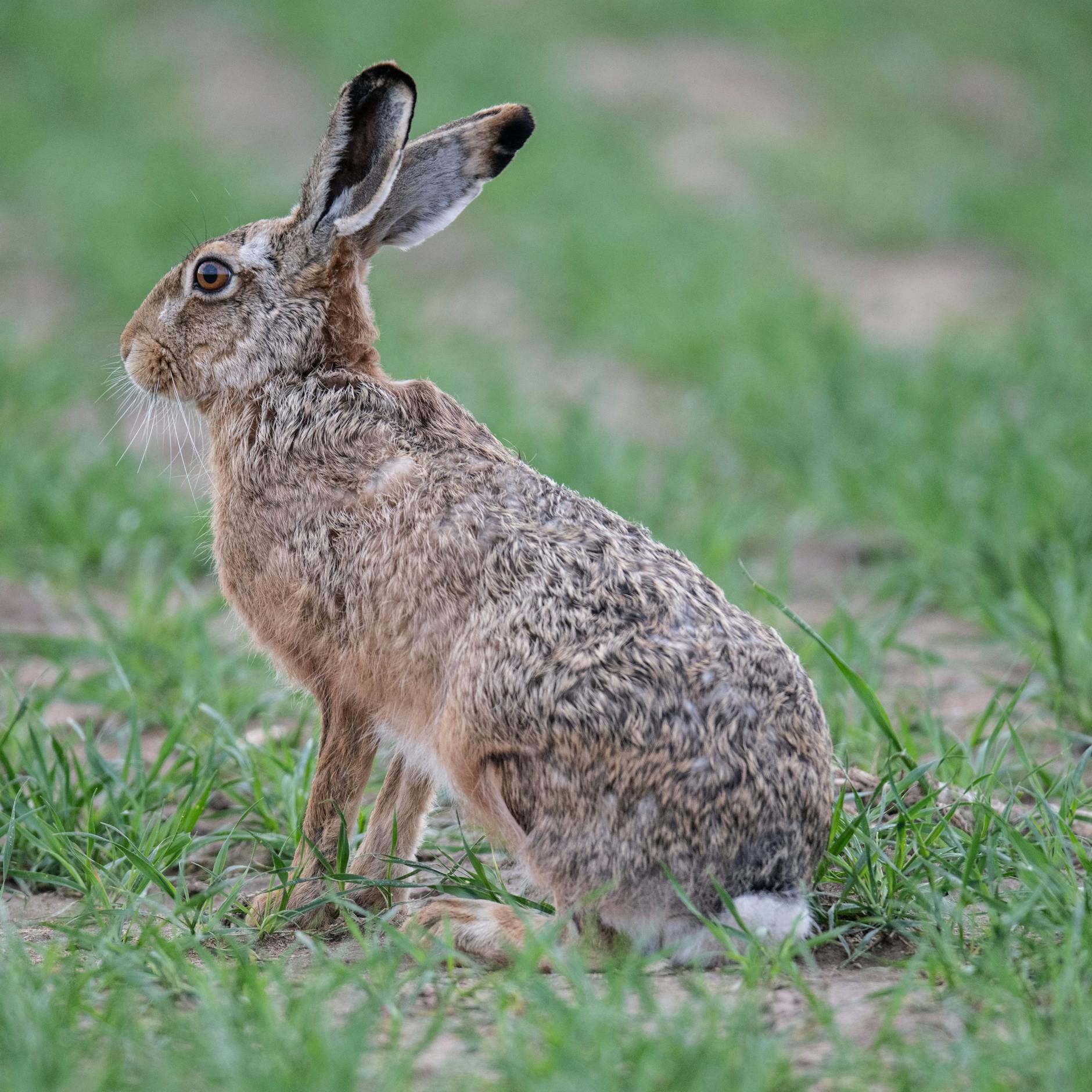 Image - Hasenpest: Person in Berlin erkrankt – das steckt hinter dieser Krankheit