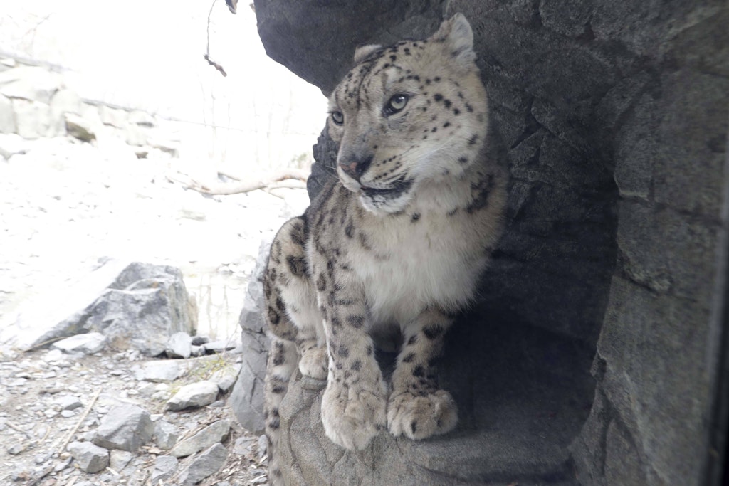 Unfruchtbar-Berliner-Tierpark-tauscht-Schneeleoparden-Star-aus