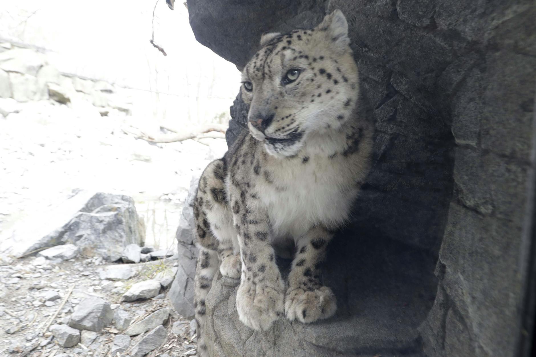 Unfruchtbar! Berliner Tierpark tauscht Schneeleoparden-Star aus