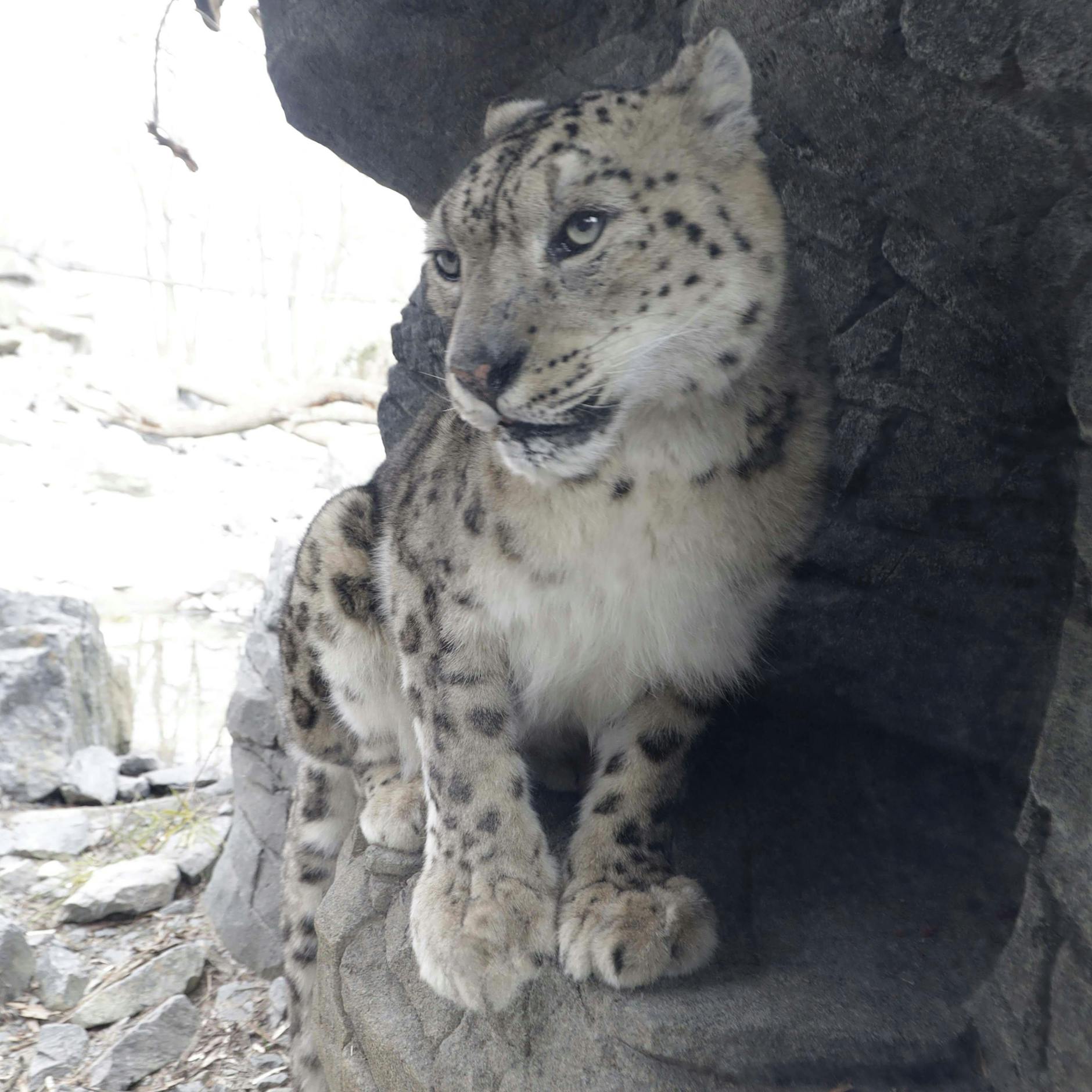 Image - Tierpark tauscht Schneeleoparden-Star Bataar aus