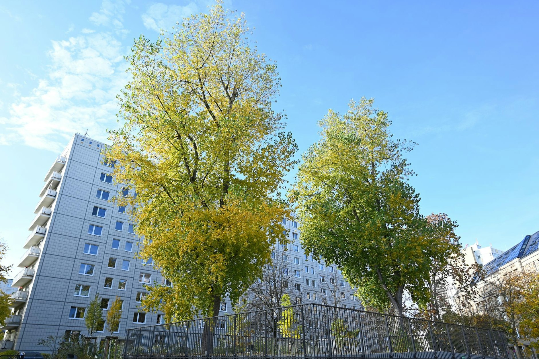 Eine Million Bäume für Berlin. Berlin hat das erste Baumgesetz seiner Art in Deutschland. Bis 2040 aollen 300.000 neue Bäume hinzukommen.