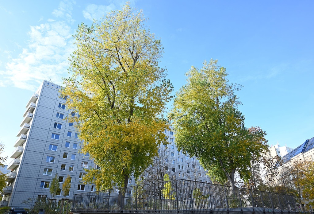 Bevor-ihr-Tausende-B-ume-pflanzt-sch-tzt-auch-die-die-schon-da-sind