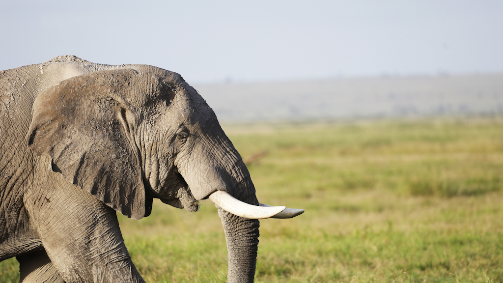 Tourismus-als-Schutz-gegen-Wilderer-Eine-Studie-deckt-auf