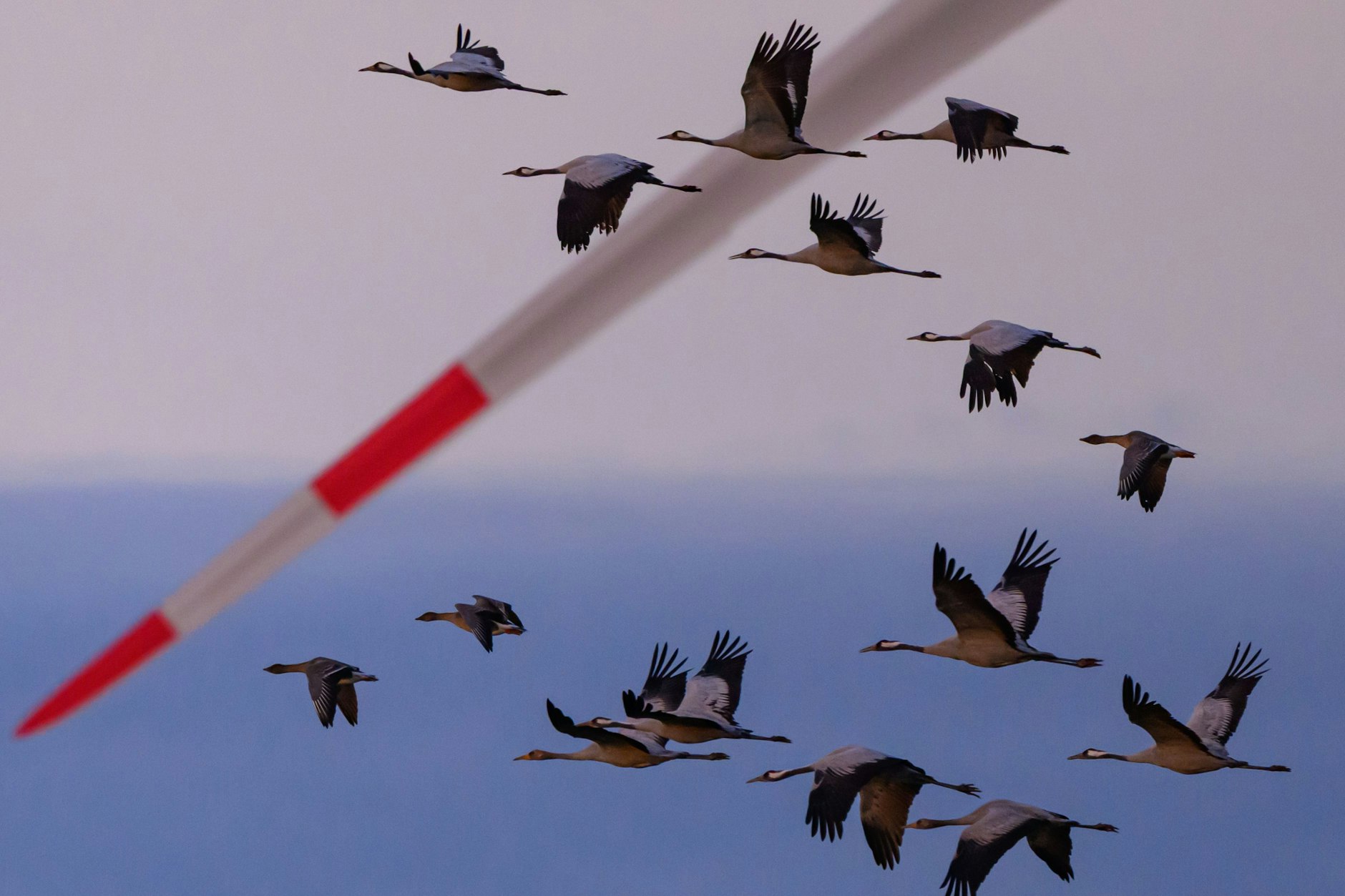 Mehr als 170.000 Tiere mussten wegen der Vogelgrippe in Brandenburg bereits getötet werden