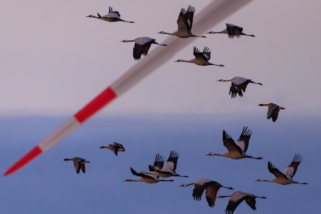 Vogelgrippe in Brandenburg: Zahl getöteter Tiere steigt weiter