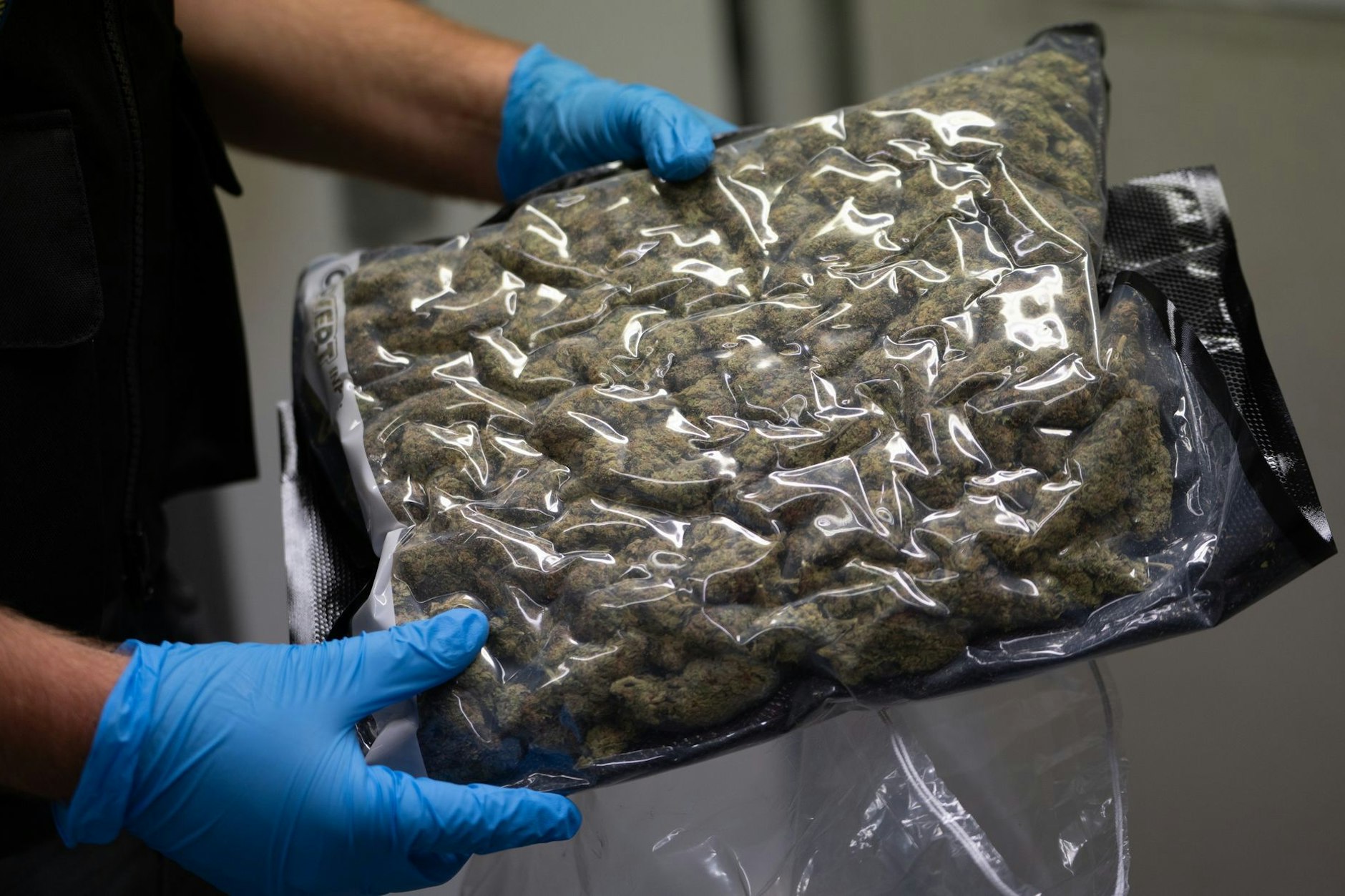 Ein Zollfahnder mit blauen Plastikhandschuhen hält eine Plastikverpackung mit etwa 500 Gramm Marihuana-Blütendolden in den Händen.