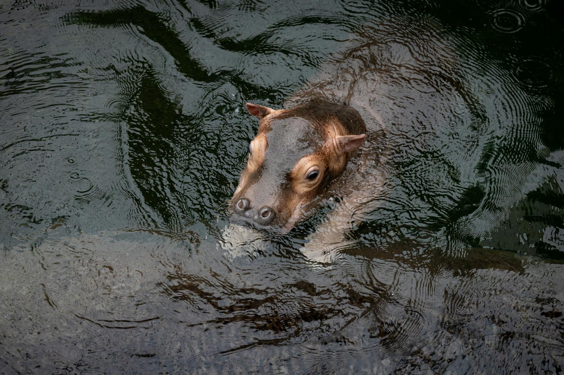 So süß! Das Hippo-Baby ist in das große Flusspferd-Gehege im Berliner Zoo eingezogen.