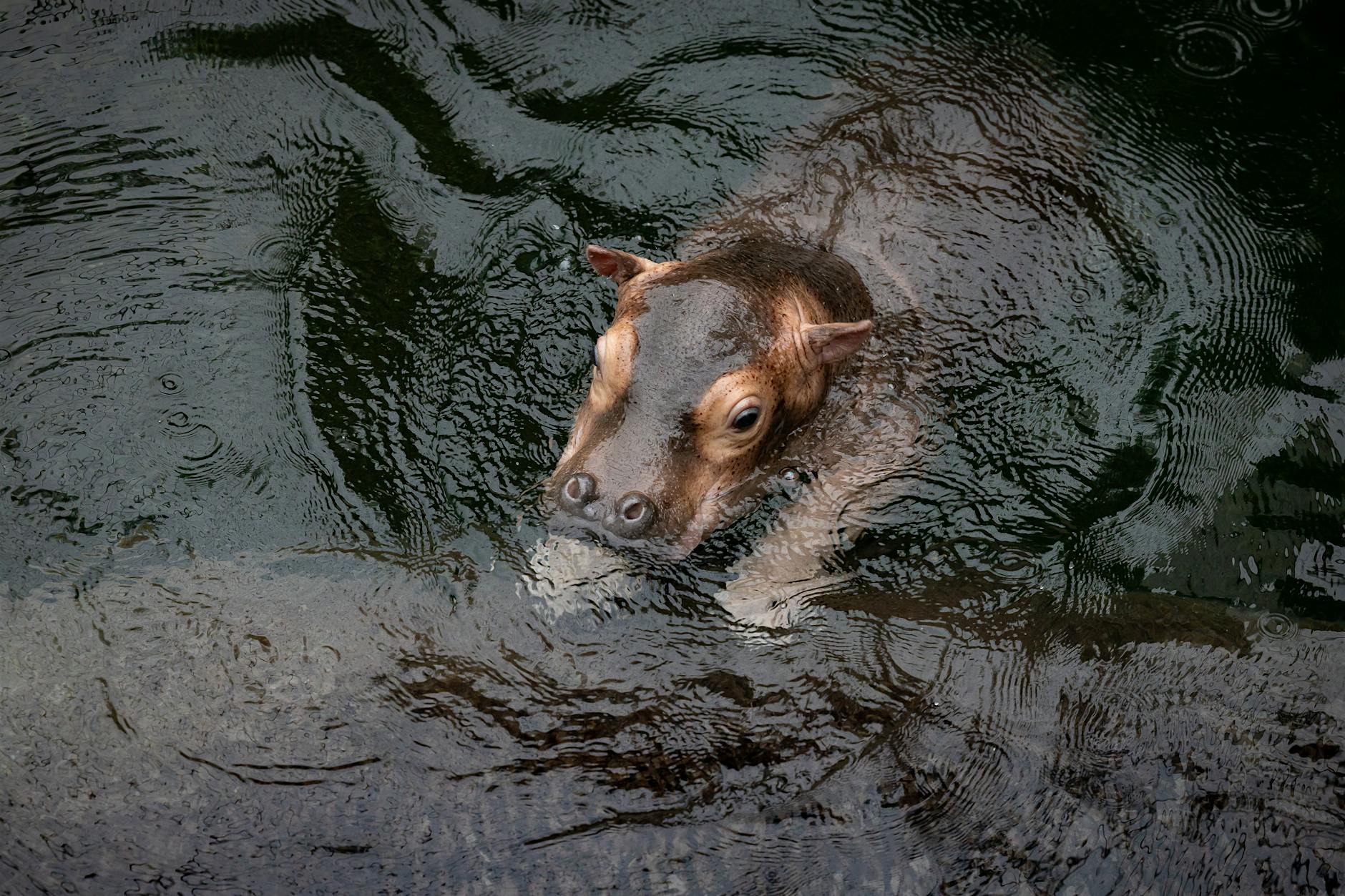 Endlich! In der Hippo-Bay können jetzt alle Zoo-Besucher das Baby sehen