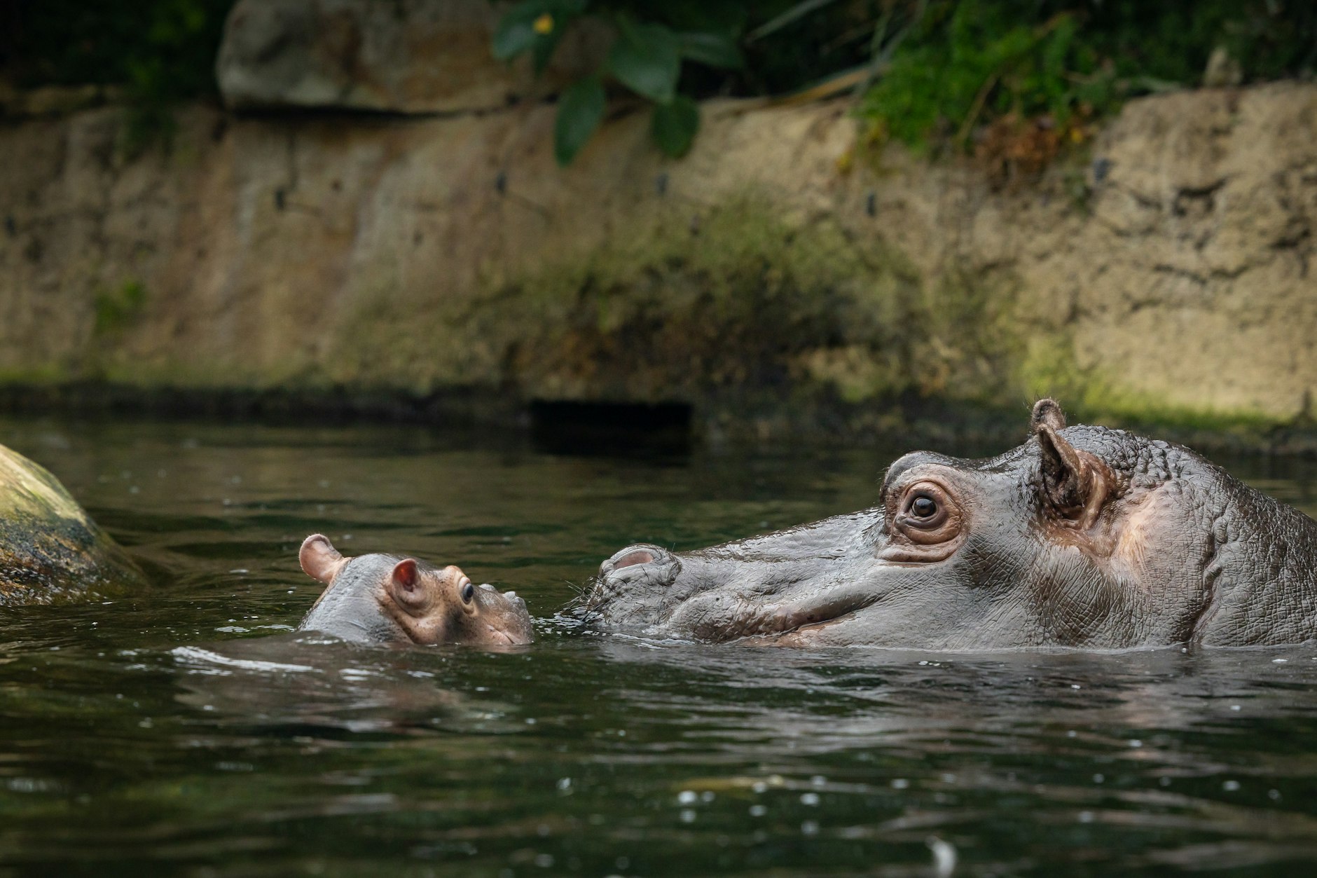 Flusspferd-Mama Nala und ihr Nachwuchs in der Hippo Bay