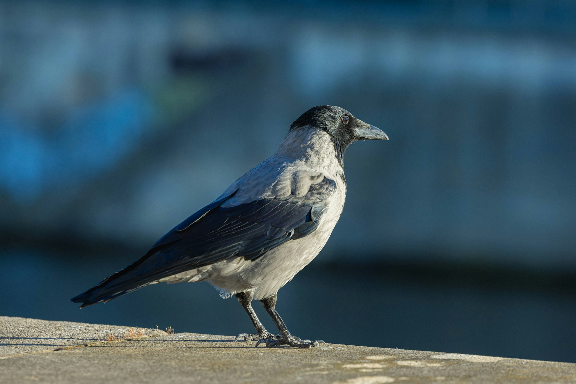 Die Krähen-Mauer: Warum die Vögel im Osten anders aussehen als im Westen