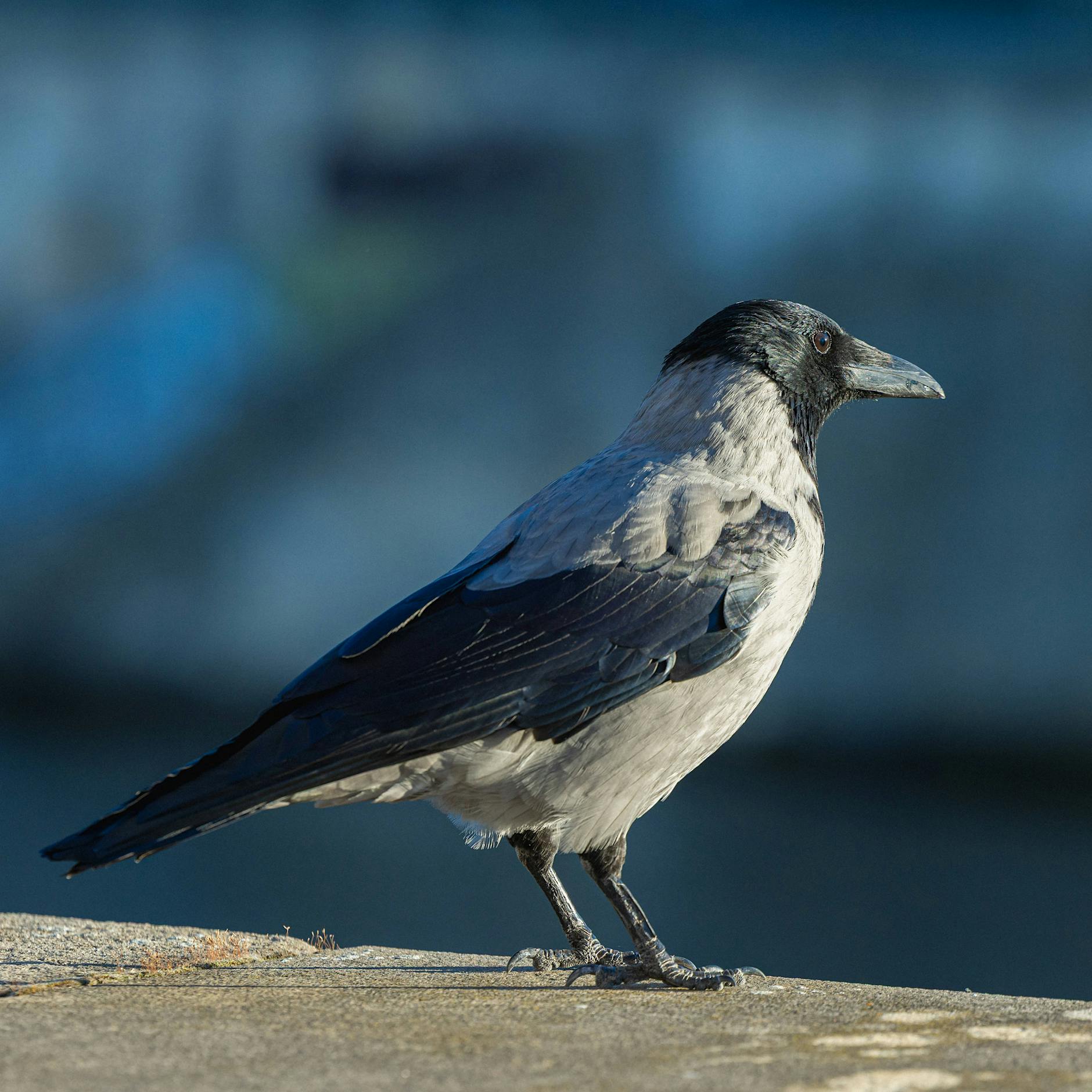 Die Krähen-Mauer: Warum die Vögel im Osten anders aussehen als im Westen